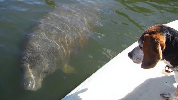 ทัวร์เชิงนิเวศ Lovers Key Guided Eco-Mangrove Estuary