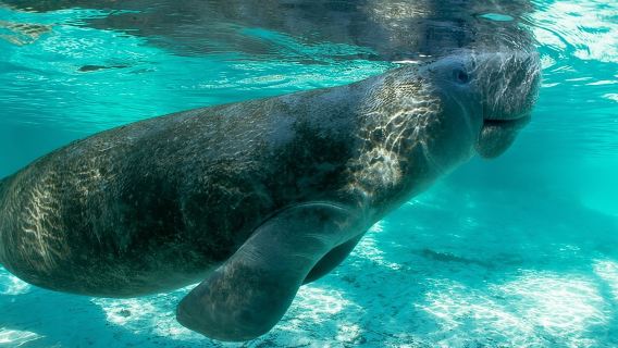 2.5-Hour Guided Group Kayak Tour on Big Hickory Pass
