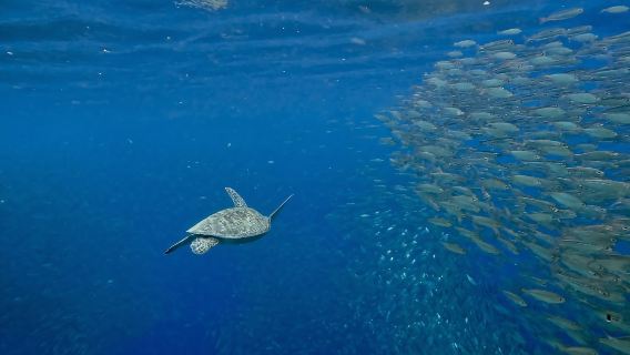 Plongée avec tuba avec les requins-baleines d'Oslob et les sardines de Moalboal, avec les chutes de Tumalog