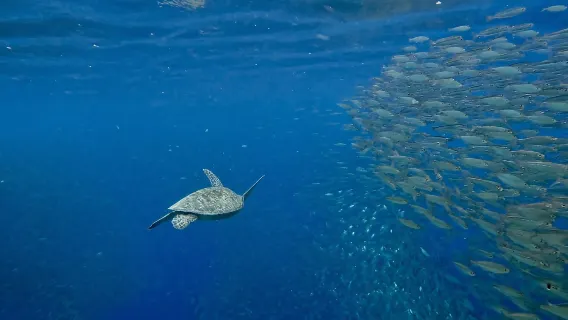 From Cebu: Swim with Whale Sharks of Oslob and Sardines in Moalboal with Tumalog Falls