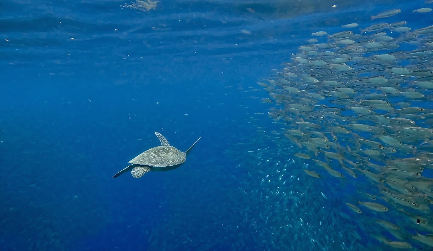 Esnórquel con tiburones ballena en Oslob y sardinas en Moalboal con las cascadas de Tumalog