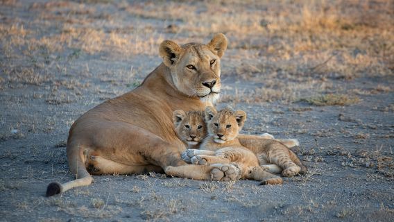 Safari en campamento de 4 días a Tarangire, Serengeti y Ngorongoro
