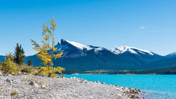 Calgary: Day Trip to Jasper with Lunch