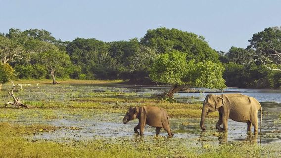 Private Tour from Sigiriya to Kandy with Wasgamuwa Safari