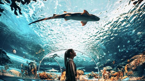 Ripley's Aquarium: ingresso Sharks After Dark (dopo le 17:00)