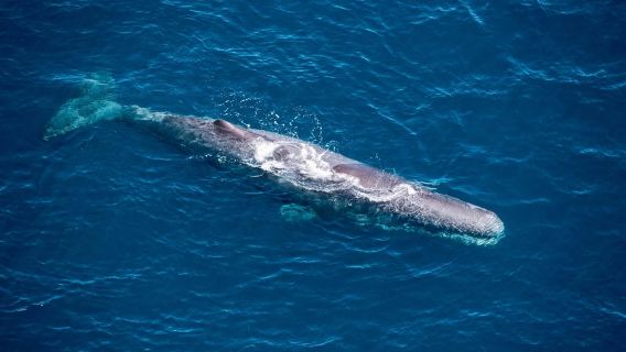 Kaikoura: Lawatan Helikopter Menonton Paus 1 Jam