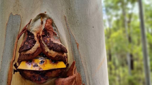 Dwellingup: Guided Hike and Scenic Train Ride with Lunch