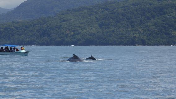 Costa Rica: Memerhati Paus dan Lumba-lumba