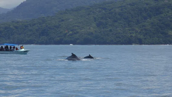 Kosta Rika: Pengamatan Paus dan Lumba-lumba