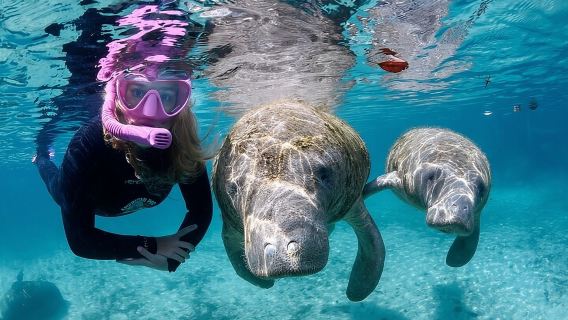 3 hours Manatee Swim Tour in Florida