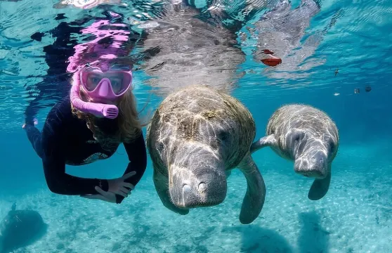 佛羅裡達州3小時海牛游泳之旅
