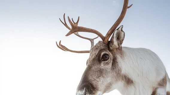 Tromsø: Snowshoeing Tour & Reindeer Encounter with Lunch