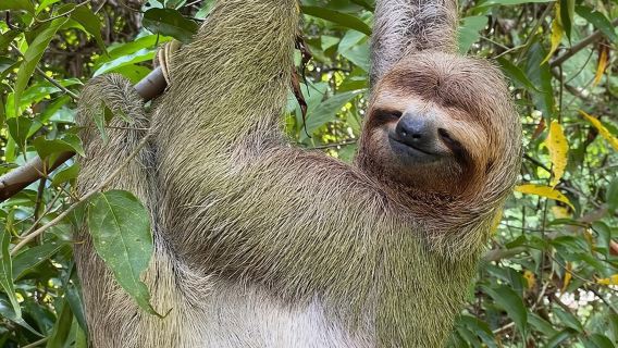 Manuel Antonio National Park: Guided Tour with TICKET INCLUDED