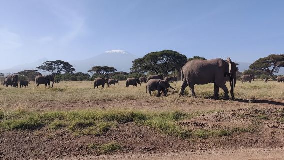 Amboseli Overnight Trip