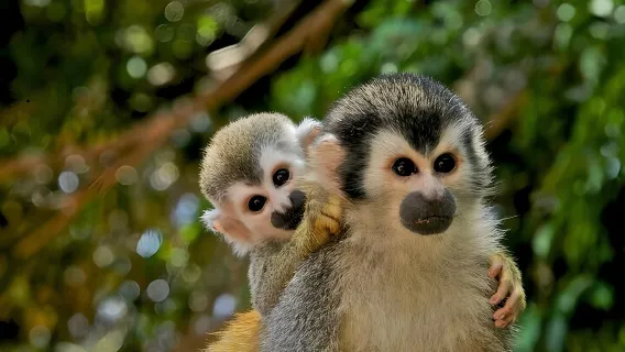 Guided Jungle Adventure with Gatun Lake Cruise