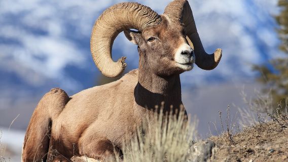 Safari Hidupan Liar Yellowstone dari Bozeman - Lawatan Peribadi