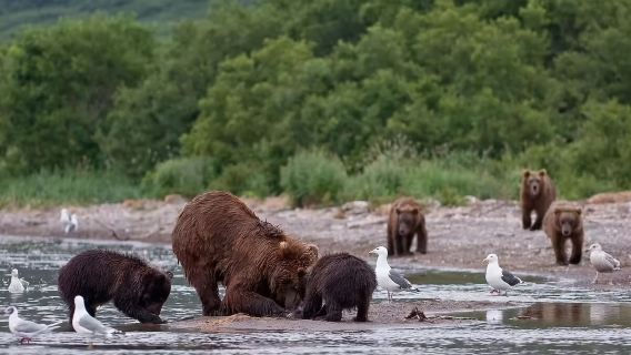 Россия, Камчатка: вертолет, каякинг, наблюдение за бурыми медведями и вулканы