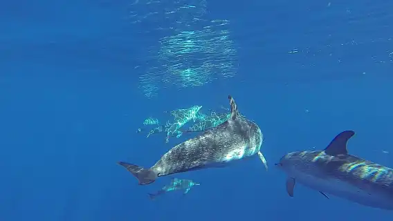Dolphin and Whale Cruise in Puerto Rico, Gran Canaria
