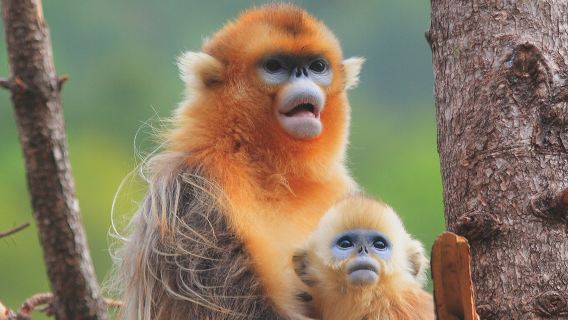 :神農架神農頂設施+大九湖國家濕地公園導遊當地導遊帶您探索神奇神農架一對一服務高端私人定制