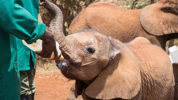 Excursión al Parque nacional de Nairobi en Kenia - Orfanato de elefantes/Centro de jirafas/Reserva para 1 persona