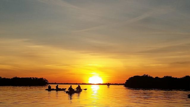 Sunset Tour Mangrove, Dolphins, Manatee #1 Rated in Cocoa Beach