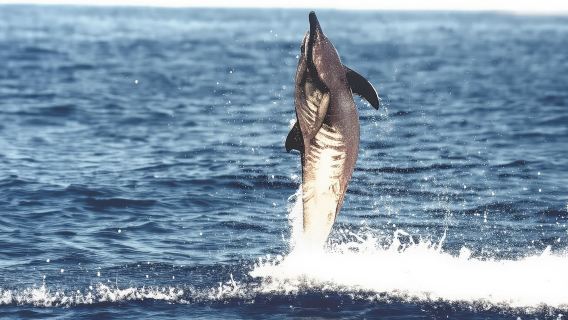Kona: Captain Cook Snorkel Tour