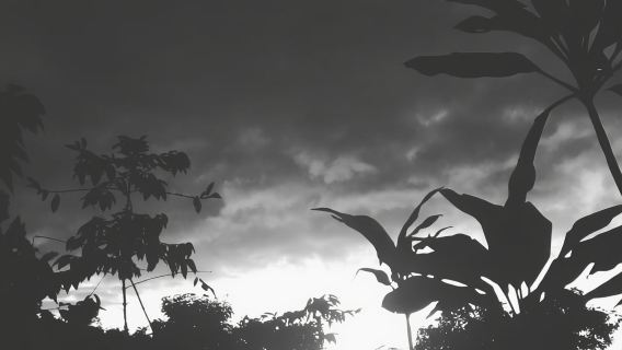 Kona Coast: Rooster Farms Coffee Tasting