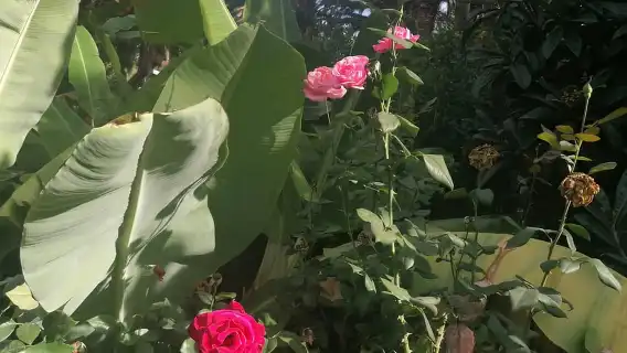 Gran Canaria: Camel Ride at Camel Safari Park