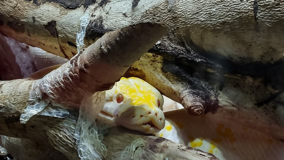 Bukarest: Eintrittskarte für Reptiland Bukarest