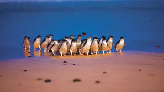 From Melbourne: Penguin Parade and Koalas Tour