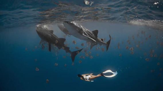 Oslob, Cebu, Philippines Whale Shark Watching one-day tour[Including Snorkeling and Lunch, Upgradeable to Deep Diving]
