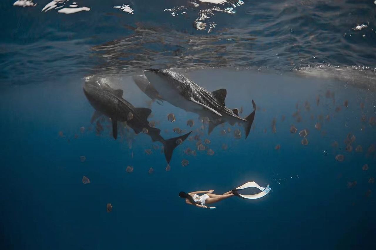 Cebu Oslob Whale Shark Watching Day Tour [Includes Snorkeling and Lunch·Optional Deep Diving Upgrade]