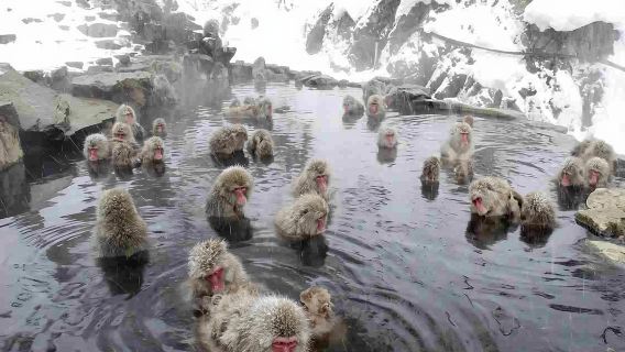 日本長野市地獄谷野猿公苑+戶隱神社一日遊（長野出發）