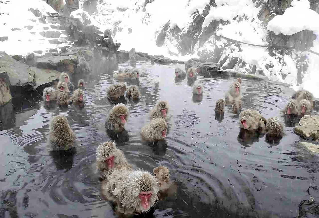Jigokudani Yaen-Koen + Togakushi Shrine Day Tour from Tokyo/Nagano