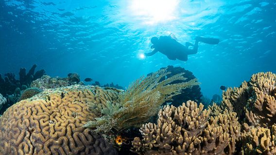 Tour di un giorno a Manado, Indonesia: esperienza di snorkeling e immersione subacquea a Bunaken e Lembeh con motoscafo