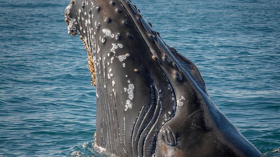 Lyngen: Whale Watching VIP Boat Tour with Lunch