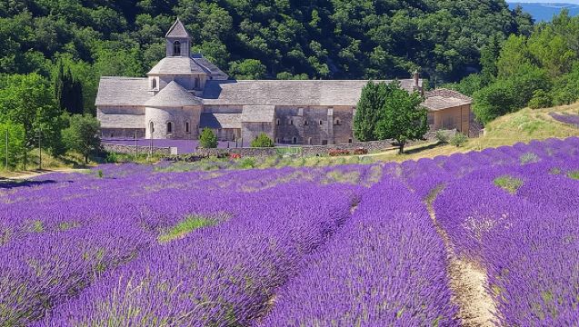 Lavender Full  Day Tour 