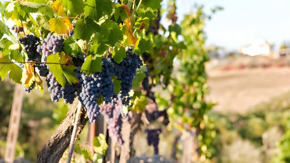 From Florence: Montepulciano, Pienza e Montalcino