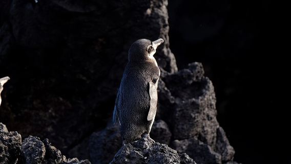Tour di mezza giornata a Tintoreras dall'isola Isabela