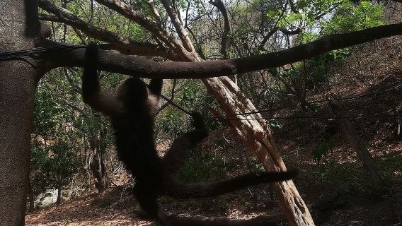 Monkey Tour con cucina locale