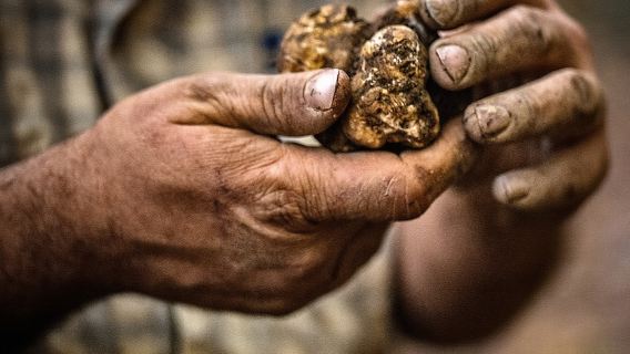 Langhe-Trüffelsuche-Erlebnis