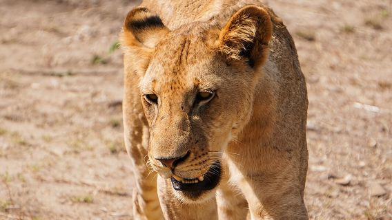 Dari Zanzibar: Lawatan Sehari Safari Mikumi dengan Penerbangan dan Makanan