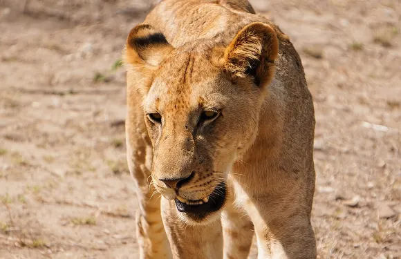 從桑給巴爾出發：米庫米一日遊（含機票及餐飲）