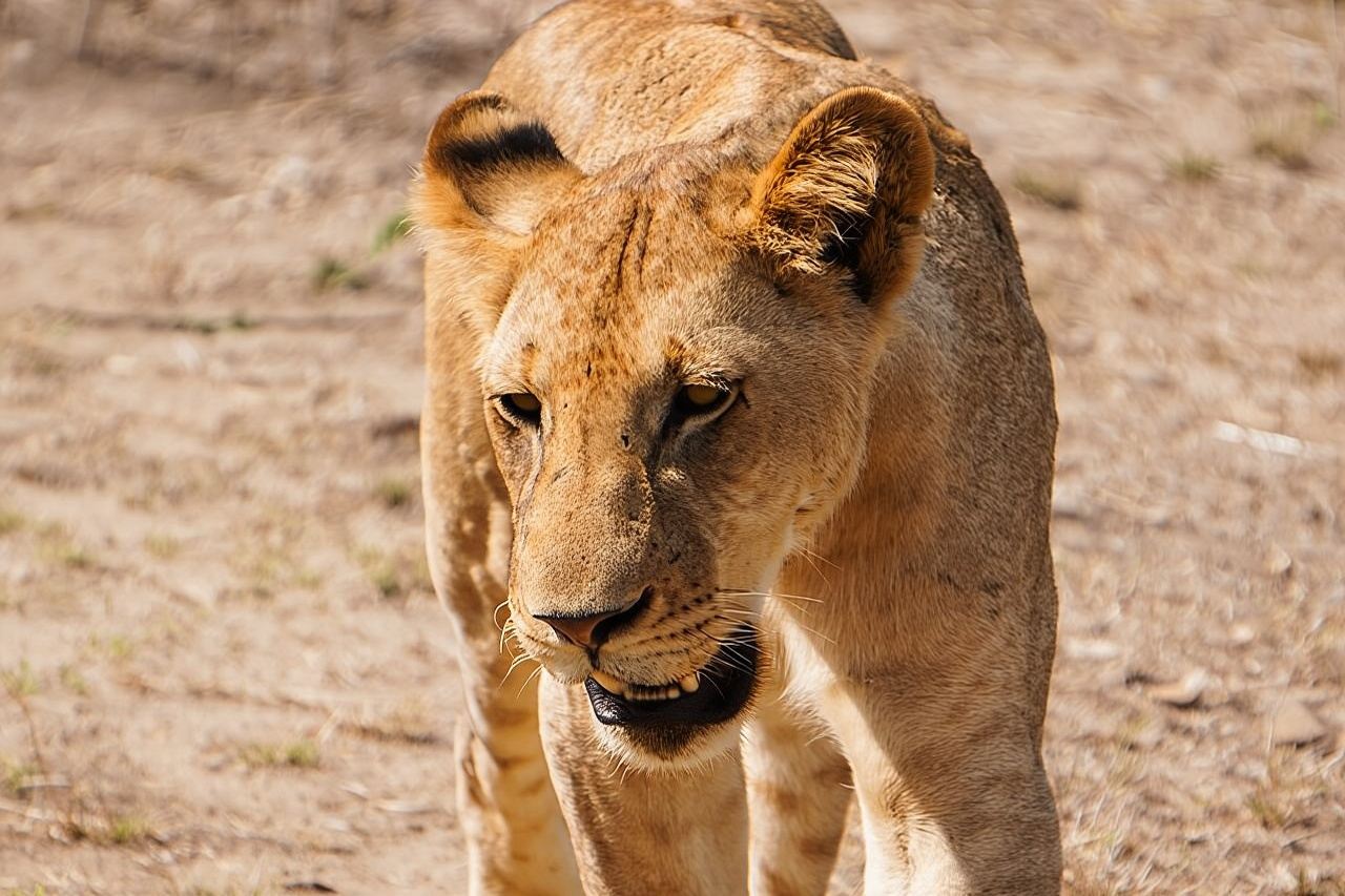 Da Zanzibar: escursione di un giorno al Mikumi Safari con voli e pasto