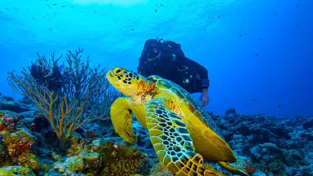 เที่ยวเกาะเซมปอร์นา, มาตากิง, ติงบาติมบา, ทัวร์วันเดียว/ทัวร์หลายวัน, ดำน้ำตื้น, ดำน้ำ, ทัวร์ครึ่งวัน