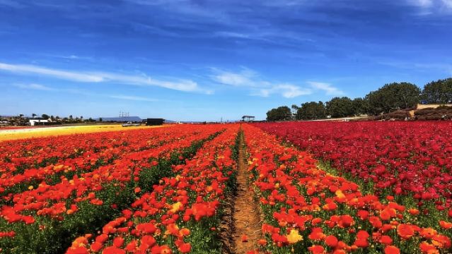 日本旭山動物園-富田農場-美瑛神社【北海道中文專車】