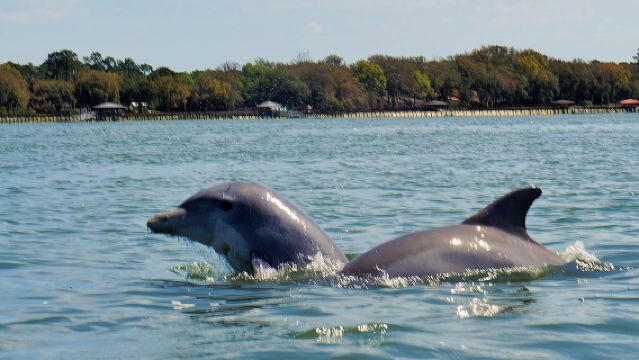 2-Hour Private Hilton Head Dolphin Watching Cruise