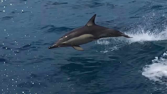 ทัวร์เรือสำราญชมหน้าผาชายฝั่งและพระอาทิตย์ตกที่คาลบาร์รี
