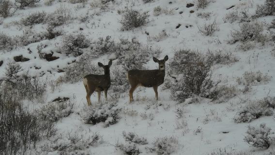 Estes Park: Recorrido por el corredor del lago Bear