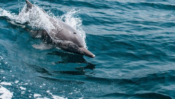 Desde Mascate: Excursión de un día para descubrir delfines